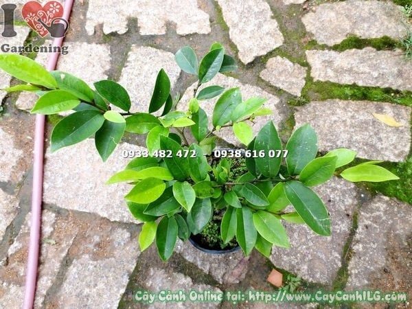 Cây Dạ Hợp Hương – Ý Nghĩa, Cách Chăm Sóc & Mua Bán Sỉ Lẻ Giá Tốt Tại TP.HCM
