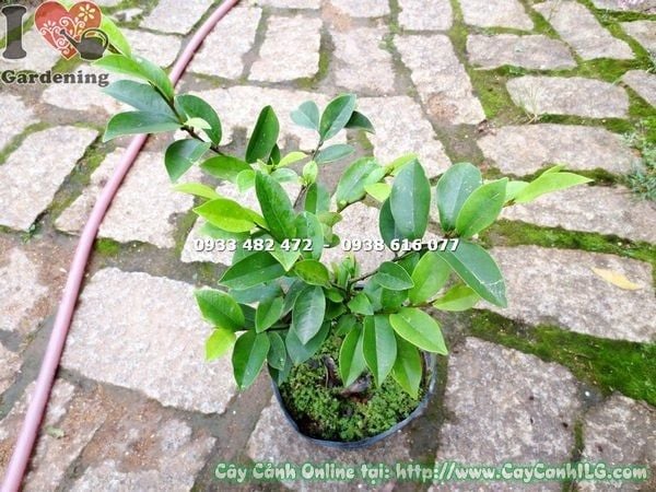 Cây Dạ Hợp Hương – Ý Nghĩa, Cách Chăm Sóc & Mua Bán Sỉ Lẻ Giá Tốt Tại TP.HCM