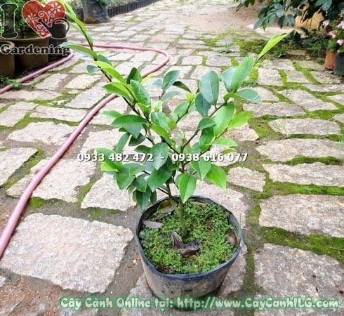 Cây Dạ Hợp Hương – Ý Nghĩa, Cách Chăm Sóc & Mua Bán Sỉ Lẻ Giá Tốt Tại TP.HCM