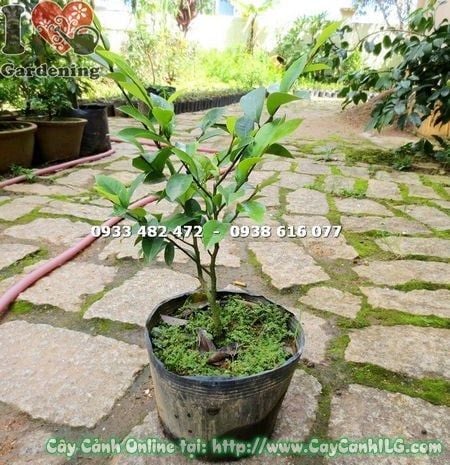 Cây Dạ Hợp Hương – Ý Nghĩa, Cách Chăm Sóc & Mua Bán Sỉ Lẻ Giá Tốt Tại TP.HCM