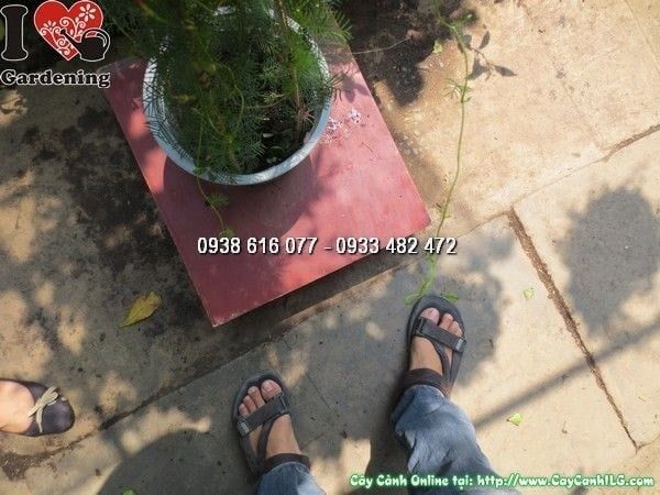Cây Da Nhật – Ý Nghĩa, Cách Chăm Sóc & Mua Bán Sỉ Lẻ Giá Tốt Tại TP.HCM