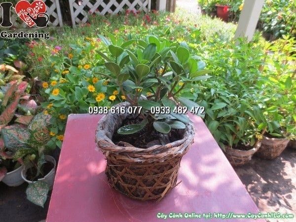 Cây Da Nhật – Ý Nghĩa, Cách Chăm Sóc & Mua Bán Sỉ Lẻ Giá Tốt Tại TP.HCM