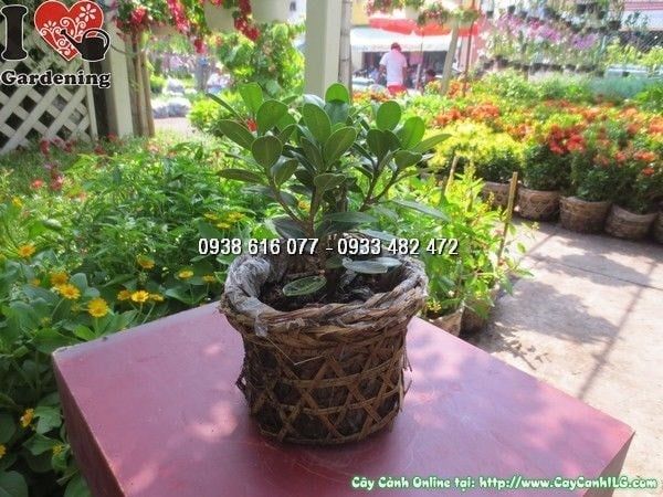 Cây Da Nhật – Ý Nghĩa, Cách Chăm Sóc & Mua Bán Sỉ Lẻ Giá Tốt Tại TP.HCM