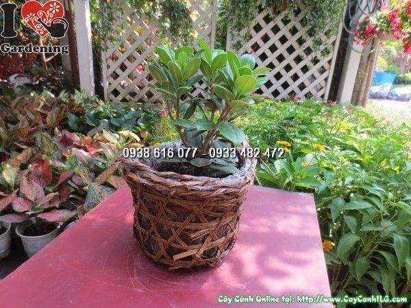 Cây Da Nhật – Ý Nghĩa, Cách Chăm Sóc & Mua Bán Sỉ Lẻ Giá Tốt Tại TP.HCM