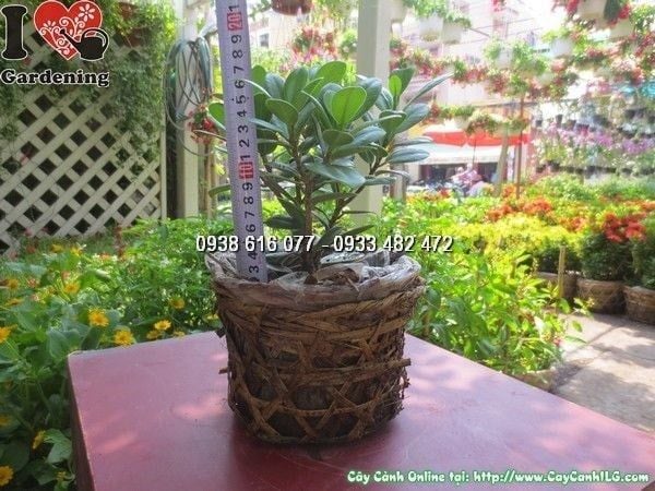 Cây Da Nhật – Ý Nghĩa, Cách Chăm Sóc & Mua Bán Sỉ Lẻ Giá Tốt Tại TP.HCM