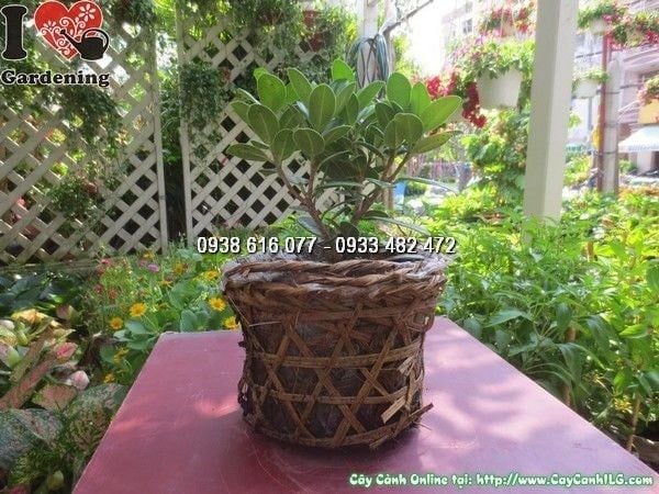 Cây Da Nhật – Ý Nghĩa, Cách Chăm Sóc & Mua Bán Sỉ Lẻ Giá Tốt Tại TP.HCM