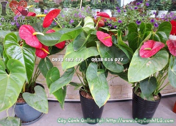Cây Đại Hồng Môn Hoa Đỏ – Ý Nghĩa, Cách Chăm Sóc & Mua Bán Sỉ Lẻ Giá Tốt Tại TP.HCM