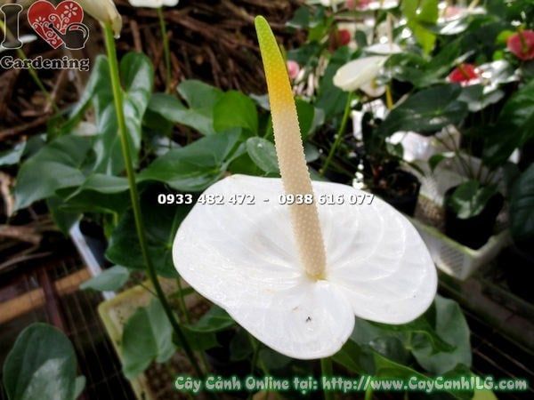 Cây Đại Hồng Môn Hoa Trắng – Ý Nghĩa, Cách Chăm Sóc & Mua Bán Sỉ Lẻ Giá Tốt Tại TP.HCM