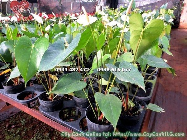 Cây Đại Hồng Môn Hoa Trắng – Ý Nghĩa, Cách Chăm Sóc & Mua Bán Sỉ Lẻ Giá Tốt Tại TP.HCM