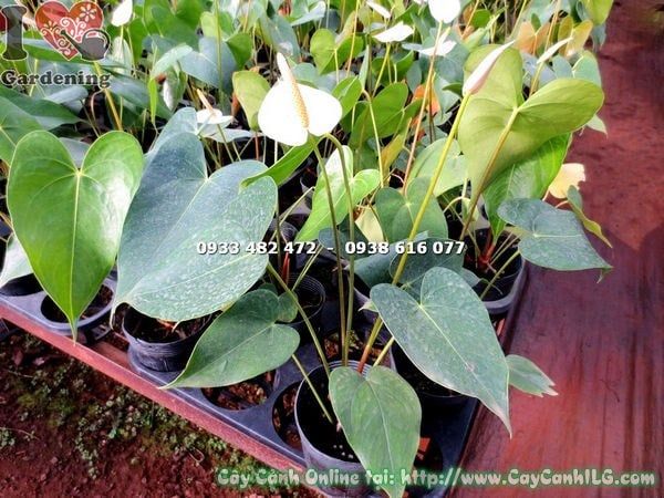 Cây Đại Hồng Môn Hoa Trắng – Ý Nghĩa, Cách Chăm Sóc & Mua Bán Sỉ Lẻ Giá Tốt Tại TP.HCM