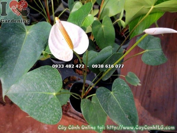 Cây Đại Hồng Môn Hoa Trắng – Ý Nghĩa, Cách Chăm Sóc & Mua Bán Sỉ Lẻ Giá Tốt Tại TP.HCM
