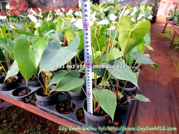 Cây Đại Hồng Môn Hoa Trắng – Ý Nghĩa, Cách Chăm Sóc & Mua Bán Sỉ Lẻ Giá Tốt Tại TP.HCM
