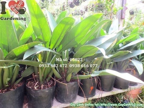Cây Đại Phát Tài – Ý Nghĩa, Cách Chăm Sóc & Mua Bán Sỉ Lẻ Giá Tốt Tại TP.HCM