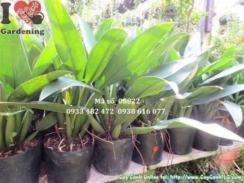 Cây Đại Phát Tài – Ý Nghĩa, Cách Chăm Sóc & Mua Bán Sỉ Lẻ Giá Tốt Tại TP.HCM