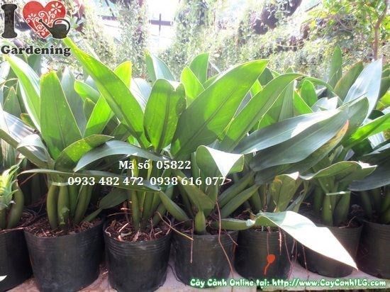 Cây Đại Phát Tài – Ý Nghĩa, Cách Chăm Sóc & Mua Bán Sỉ Lẻ Giá Tốt Tại TP.HCM