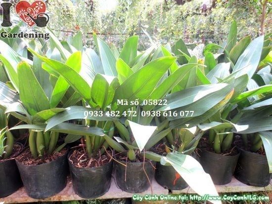 Cây Đại Phát Tài – Ý Nghĩa, Cách Chăm Sóc & Mua Bán Sỉ Lẻ Giá Tốt Tại TP.HCM