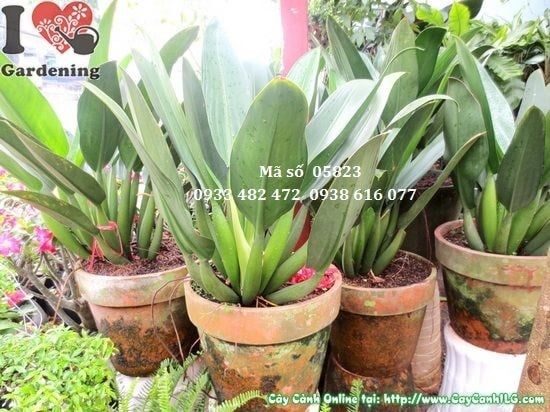 Cây Đại Phát Tài – Ý Nghĩa, Cách Chăm Sóc & Mua Bán Sỉ Lẻ Giá Tốt Tại TP.HCM