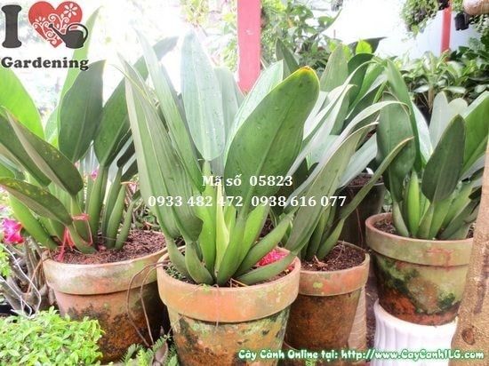 Cây Đại Phát Tài – Ý Nghĩa, Cách Chăm Sóc & Mua Bán Sỉ Lẻ Giá Tốt Tại TP.HCM