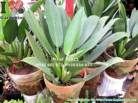 Cây Đại Phát Tài – Ý Nghĩa, Cách Chăm Sóc & Mua Bán Sỉ Lẻ Giá Tốt Tại TP.HCM