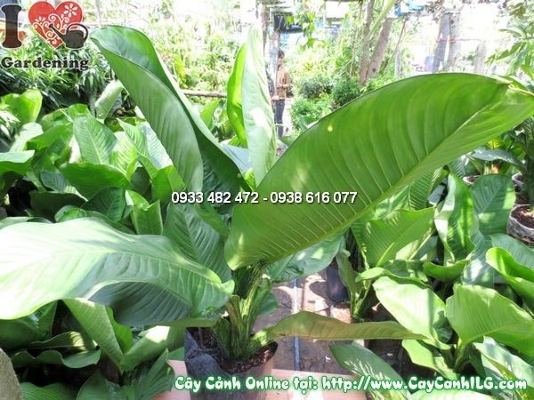 Cây Đại Phú Gia – Ý Nghĩa, Cách Chăm Sóc & Mua Bán Sỉ Lẻ Giá Tốt Tại TP.HCM