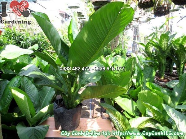 Cây Đại Phú Gia – Ý Nghĩa, Cách Chăm Sóc & Mua Bán Sỉ Lẻ Giá Tốt Tại TP.HCM