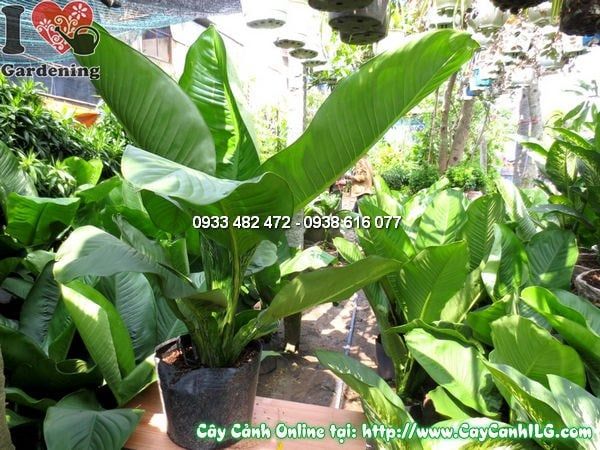 Cây Đại Phú Gia – Ý Nghĩa, Cách Chăm Sóc & Mua Bán Sỉ Lẻ Giá Tốt Tại TP.HCM