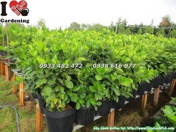 Cây Dành Dành – Ý Nghĩa, Cách Chăm Sóc & Mua Bán Sỉ Lẻ Giá Tốt Tại TP.HCM