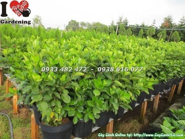 Cây Dành Dành – Ý Nghĩa, Cách Chăm Sóc & Mua Bán Sỉ Lẻ Giá Tốt Tại TP.HCM