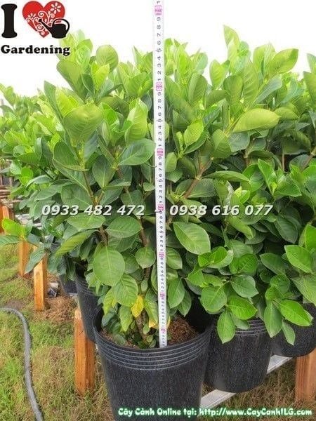 Cây Dành Dành – Ý Nghĩa, Cách Chăm Sóc & Mua Bán Sỉ Lẻ Giá Tốt Tại TP.HCM