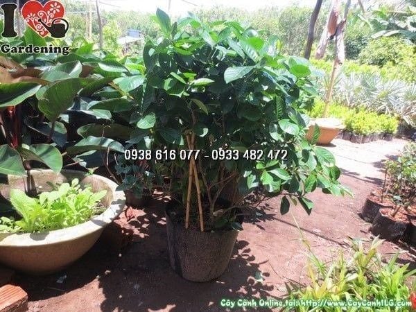 Cây Dành Dành – Ý Nghĩa, Cách Chăm Sóc & Mua Bán Sỉ Lẻ Giá Tốt Tại TP.HCM
