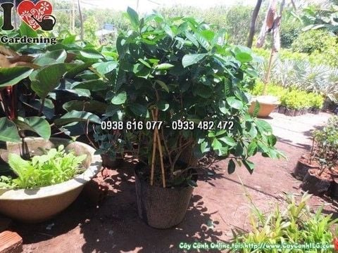 Cây Dành Dành – Ý Nghĩa, Cách Chăm Sóc & Mua Bán Sỉ Lẻ Giá Tốt Tại TP.HCM