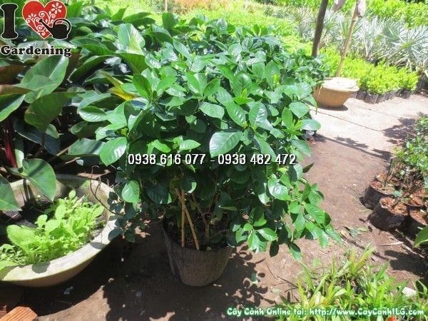 Cây Dành Dành – Ý Nghĩa, Cách Chăm Sóc & Mua Bán Sỉ Lẻ Giá Tốt Tại TP.HCM