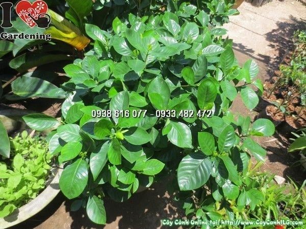 Cây Dành Dành – Ý Nghĩa, Cách Chăm Sóc & Mua Bán Sỉ Lẻ Giá Tốt Tại TP.HCM