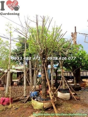 Cây Đào Tiên Cảnh – Ý Nghĩa, Cách Chăm Sóc & Mua Bán Sỉ Lẻ Giá Tốt Tại TP.HCM