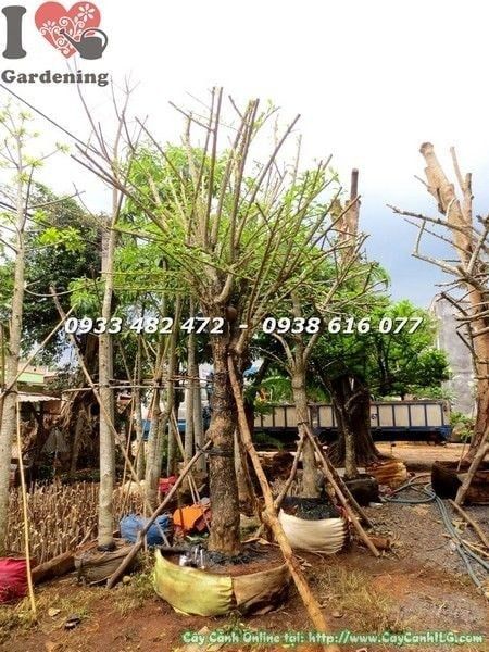 Cây Đào Tiên Cảnh – Ý Nghĩa, Cách Chăm Sóc & Mua Bán Sỉ Lẻ Giá Tốt Tại TP.HCM