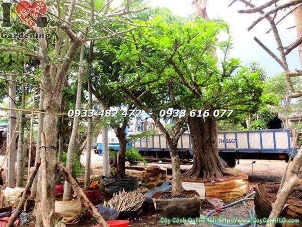 Cây Đào Tiên Cảnh – Ý Nghĩa, Cách Chăm Sóc & Mua Bán Sỉ Lẻ Giá Tốt Tại TP.HCM