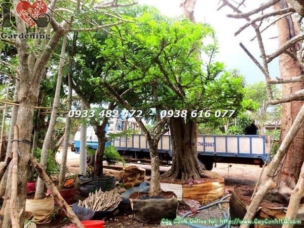 Cây Đào Tiên Cảnh – Ý Nghĩa, Cách Chăm Sóc & Mua Bán Sỉ Lẻ Giá Tốt Tại TP.HCM