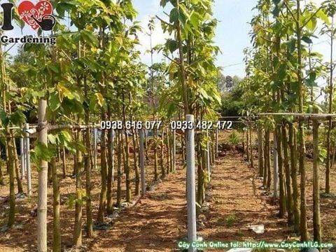 Mua Bán Cây Dầu Rái Sỉ & Lẻ Giá Tốt tại TP.HCM