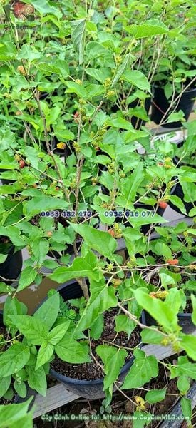 Cây Dâu Tằm Ăn Trái Cao 40cm