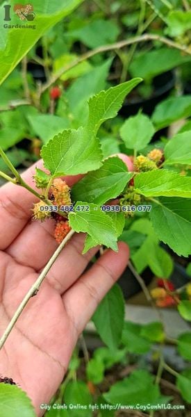 Cây Dâu Tằm Ăn Trái Cao 40cm