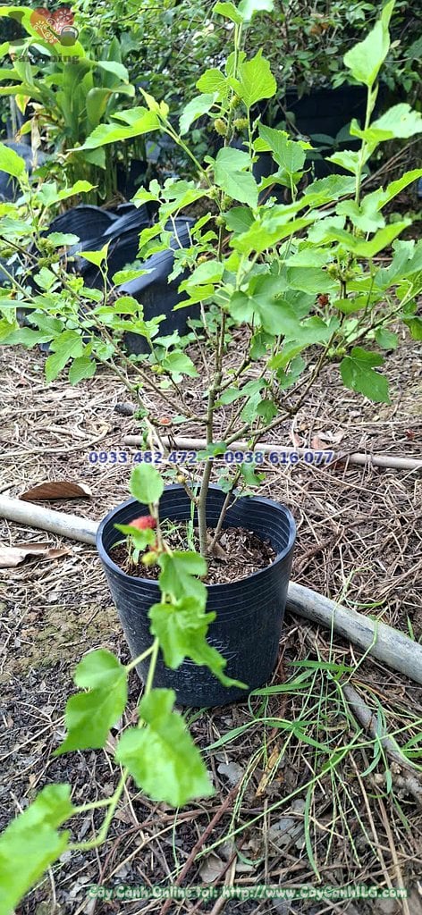 Cây dâu tằm ăn trái cao 40cm làm quà tặng