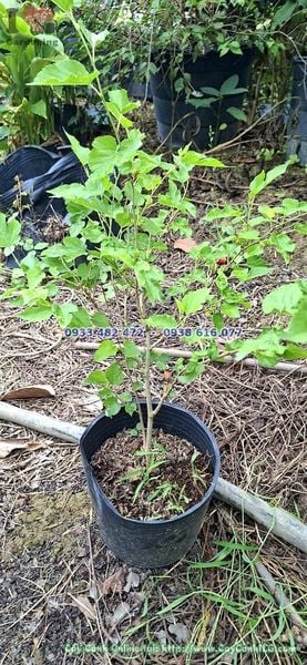 Cây Dâu Tằm Ăn Trái Cao 40cm