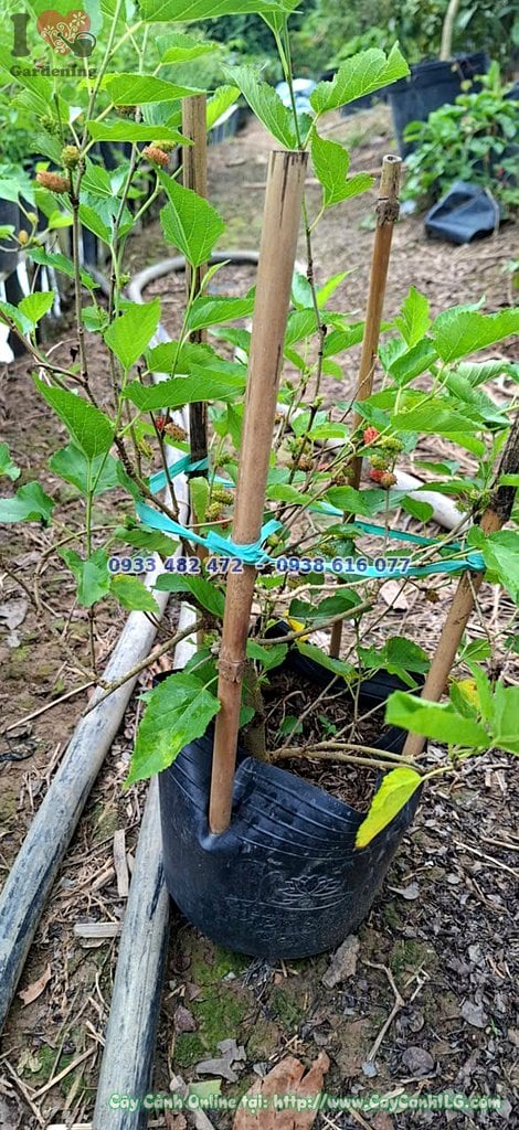 Cây dâu tằm ăn trái 40cm sẵn sàng giao vườn