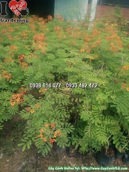 Cây Kim Phượng – Ý Nghĩa, Cách Chăm Sóc & Mua Bán Sỉ Lẻ Giá Tốt Tại TP.HCM