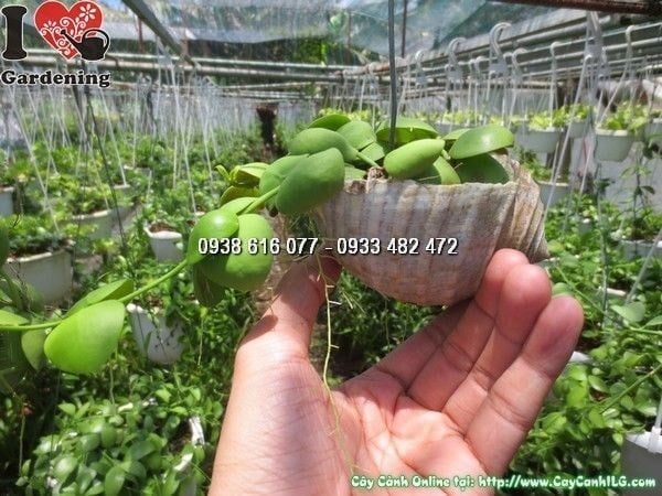 Cây Đô La – Ý Nghĩa, Cách Chăm Sóc & Mua Bán Sỉ Lẻ Giá Tốt Tại TP.HCM