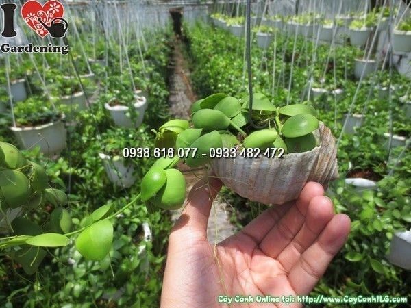 Cây Đô La – Ý Nghĩa, Cách Chăm Sóc & Mua Bán Sỉ Lẻ Giá Tốt Tại TP.HCM