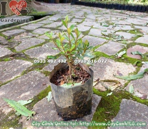Cây Đỗ Quyên Phú Quốc – Ý Nghĩa, Cách Chăm Sóc & Mua Bán Sỉ Lẻ Giá Tốt Tại TP.HCM