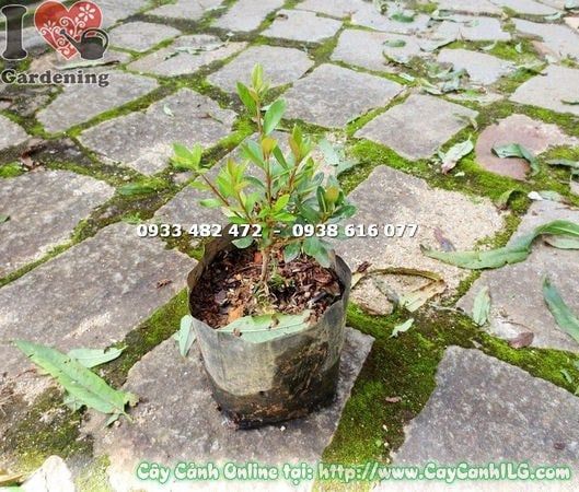 Cây Đỗ Quyên Phú Quốc – Ý Nghĩa, Cách Chăm Sóc & Mua Bán Sỉ Lẻ Giá Tốt Tại TP.HCM