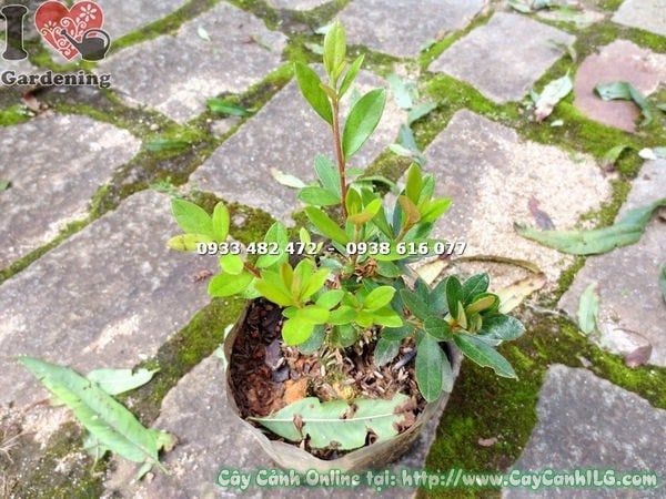 Cây Đỗ Quyên Phú Quốc – Ý Nghĩa, Cách Chăm Sóc & Mua Bán Sỉ Lẻ Giá Tốt Tại TP.HCM