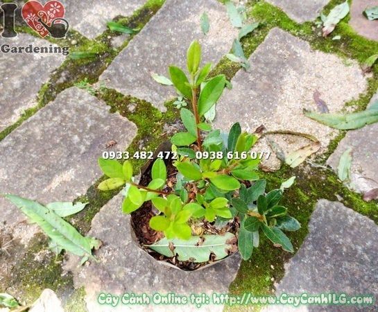 Cây Đỗ Quyên Phú Quốc – Ý Nghĩa, Cách Chăm Sóc & Mua Bán Sỉ Lẻ Giá Tốt Tại TP.HCM